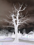 White Tree
